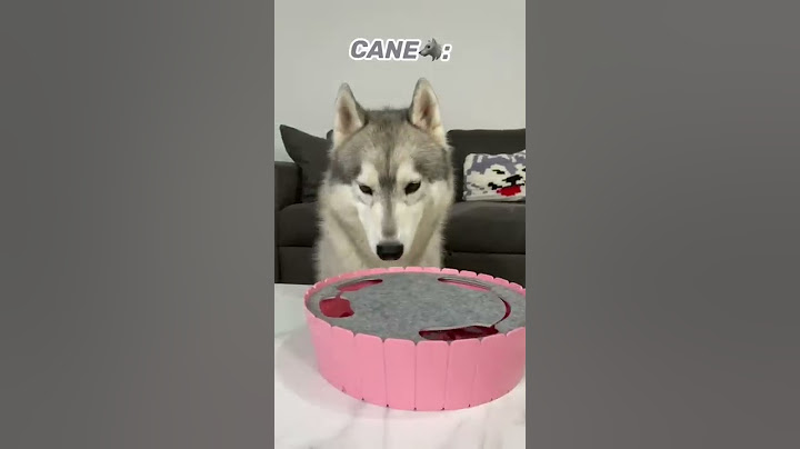 GATTO vs CANE:Chi è il più VELOCE a catturare il TOPO meccanico?🫢🐭 #cane #gatto #dogchallenge #dog