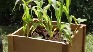 What Varieties of Summer Squash Are Good for Container Growing? : Garden Space