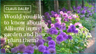Would you like to know about Alliums in my garden and how I plant them?