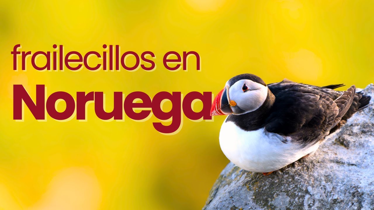 RUNDE: La isla de los 50.000 FRAILECILLOS en Noruega| Ruta en Autocaravana