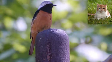 Обыкновенная горихвостка   Phoenicurus phoenicurus