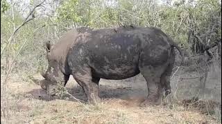 Rhino takes a massive Pooh to mark his territory