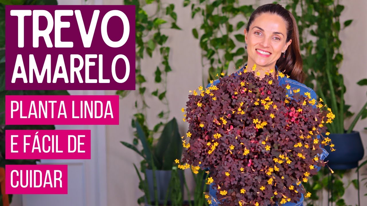 TREVO AMARELO: A Planta Delicada Que Encanta