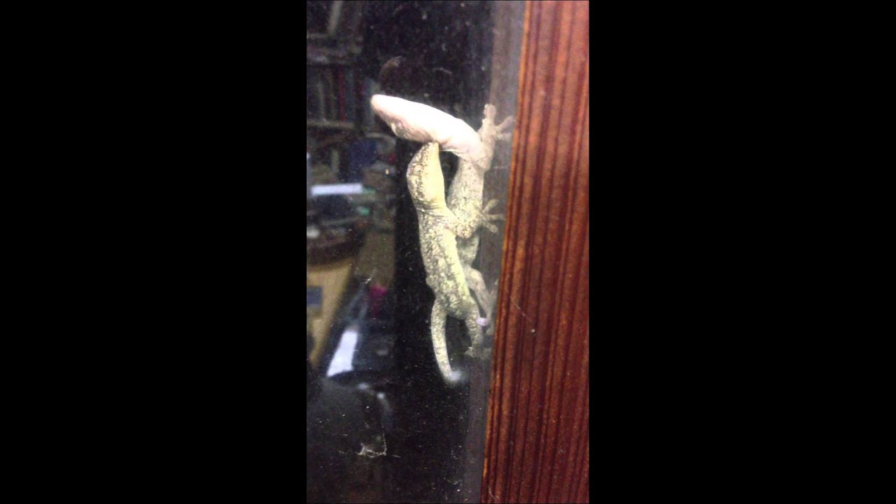 Gecko Hardcore ヤモリ 交尾中 Youtube