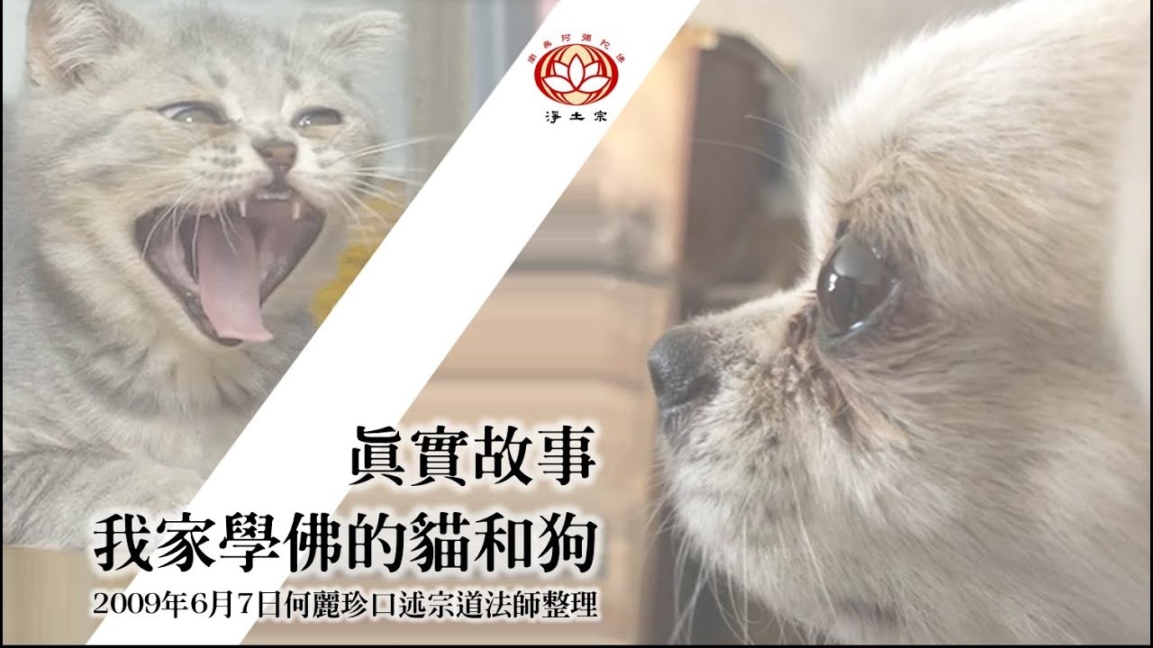 粵語丨#動物往生【我家學佛的貓和狗】#念佛感應事跡