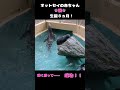 オットセイ赤ちゃん岩上り【生誕8ヵ月突破！】