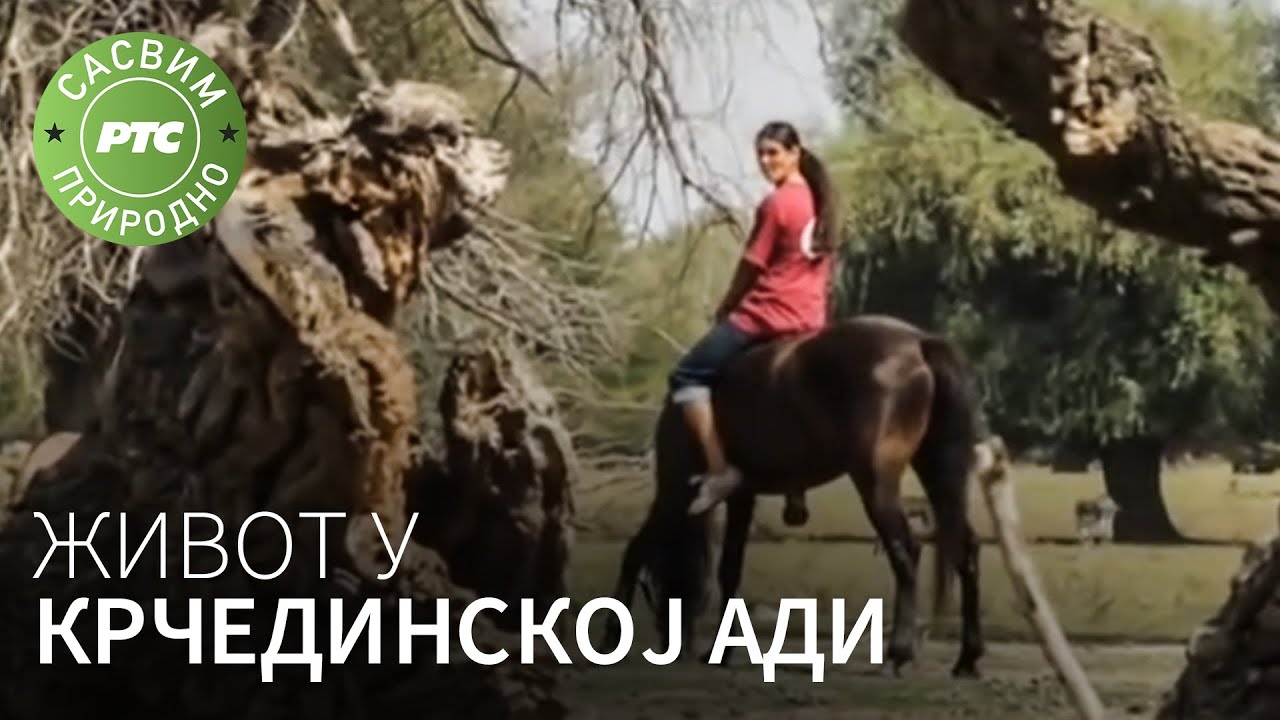 Život u Krčedinskoj adi | Najbolje od Sasvim prirodno (Jovan Memedović)