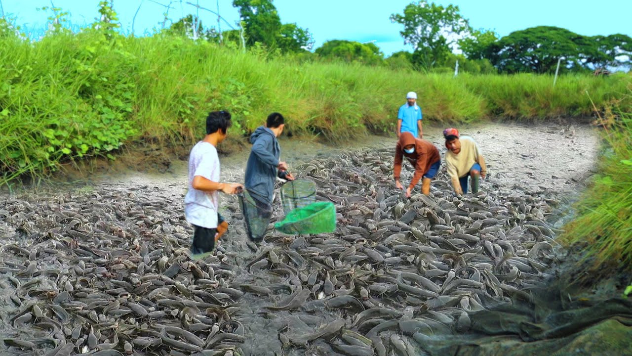 Amazing Native Catfish Harvest - Harvesting more than 150 Kg of Catfish│ Catfish Farming business - YouTube