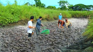 Incredible Method in Harvesting Freshwater Catfish - Harvesting thousands of catfish-Catfish Farming