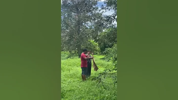 泰國 旅行 的美景和美食 摘榴槤 - 天天要聞