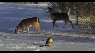 Red-tailed Hawk catches Squirrel _ Deer observe 1-21-18 Profile