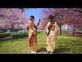 Shamisen Under The Cherry Blossoms 2018