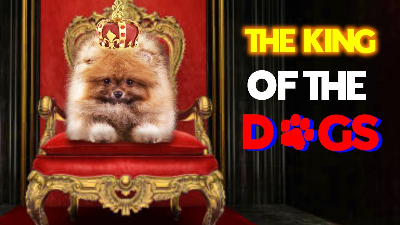the-most-expensive-dog-breeds-in-the-world-love-petlover-youtube