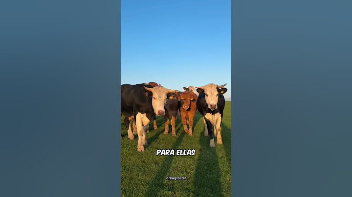 This Is How Invisible Cow Fences Work!