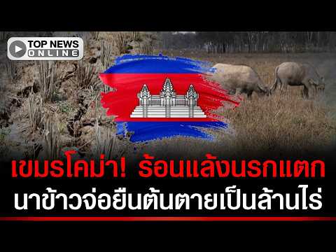 เขมรยิ่งกว่านรกแตก! ร้อนแล้งจนแผ่นดินแยก นาข้าวจ่อยืนต้นตายล้านไร่