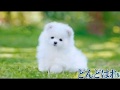 どんどはれ  大沢桃子<峰>