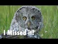 Oops, I Missed It! (Then I Didn't) - Photographing a Great Gray Owl