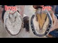 Horse Hoof Restoration | How to Hoof Trimming | Replacing Horse Shoe