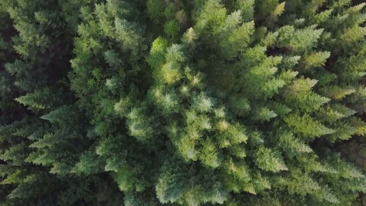 Texel Signal Lichtdrager Woods