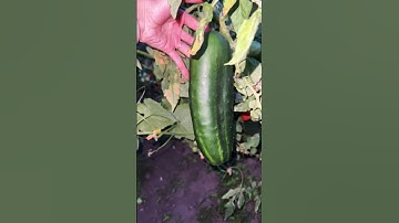 Huge cucumber great #cucumber #harvest