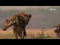 Les hyennes