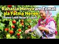 Rahasia Menyiram Tomat ala Fatma Nenek 🍅 (Panen Lebih Besar &amp; Lebat!)