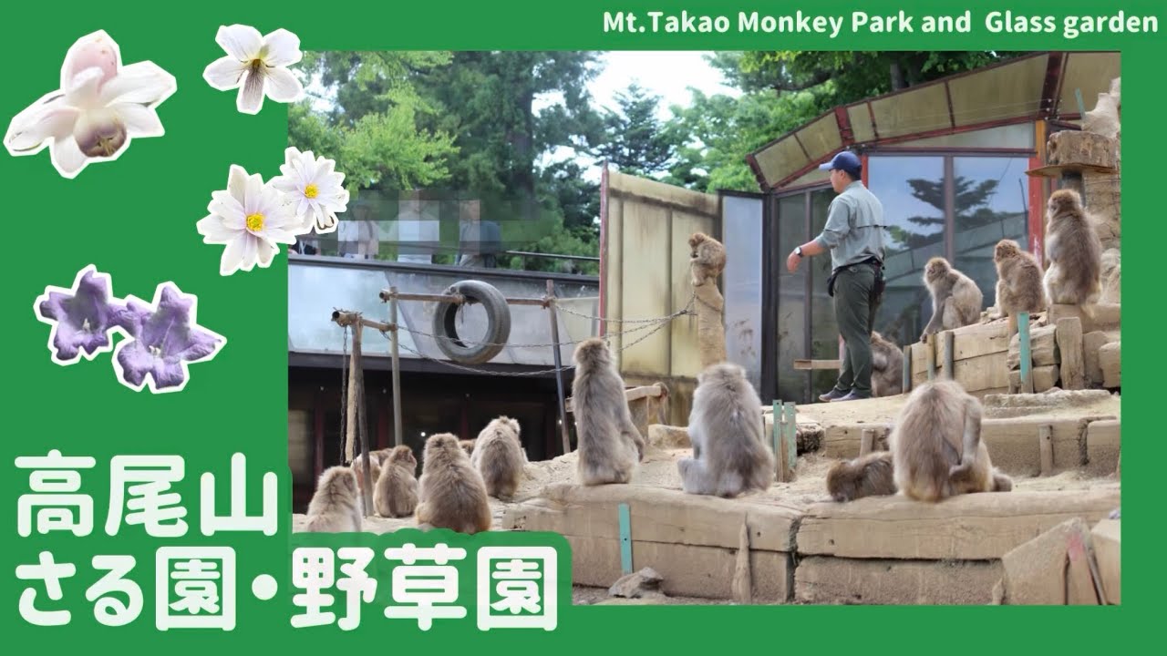 高尾山さる園・野草園】園内紹介動画2026 - YouTube