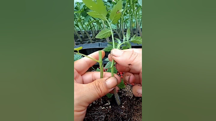 Tomato Grafting Techniques #satisfying #shortsvideo