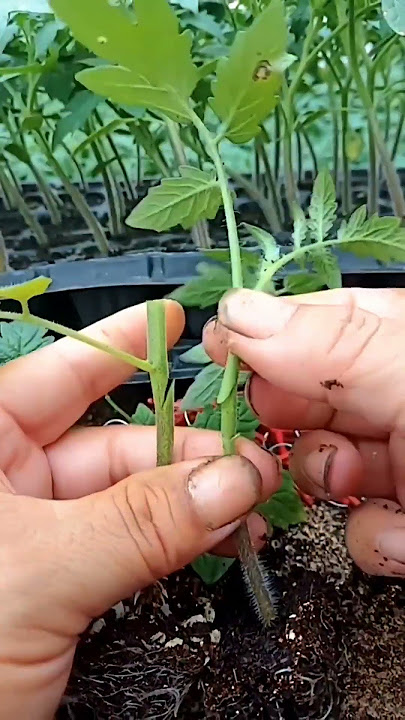 Tomato Grafting Techniques #satisfying #shortsvideo