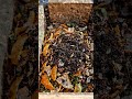 Zero-Waste "Compost Gold" Magic #gardeninghacks #Composting #ancientwisdom