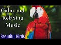 Beautiful Birds 🦢 with Calm and Relaxing Music 🎶. Sleep, Study, Relax your mind &amp; body. (HD 720p)