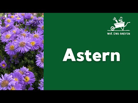 Video: Astersorten: Wie viele Asterarten gibt es?