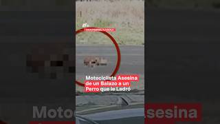 Motociclista Asesina De Un Balazo A Un Perro Que Le Ladró #Nmas #Tlaxcala #Animal