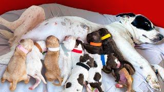 Dog in Labor Rescued Just in Time has 11 Puppies! ❤️ by DOGS+ by Rocky Kanaka 1,306 views 2 years ago 3 minutes, 7 seconds