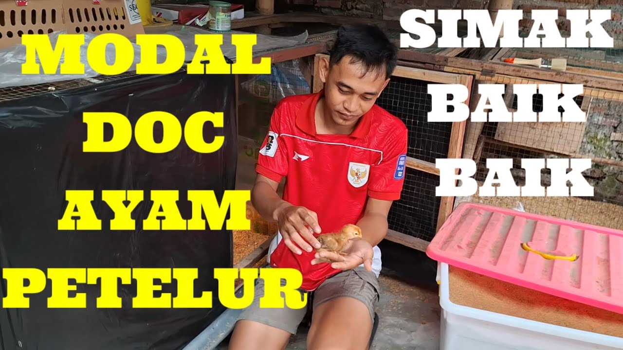 MODAL MERAWAT DOC AYAM PETELUR UMUR 1 HARI SD 7 HARI 