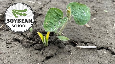 Soybean School: Late-planted soys still pack yield punch