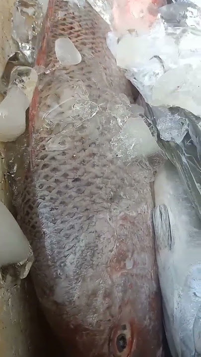 yuk makan ikan