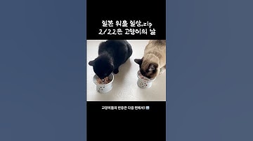 2/22은 왜 고양이의 날일까? 일본 마트 고양이 코너 구경 🐈