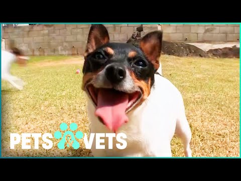 SHOULD YOU GET A TOY FOX TERRIER? | PETS IN PARADISE