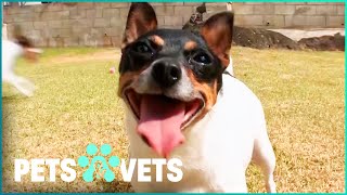 SHOULD YOU GET A TOY FOX TERRIER? | PETS IN PARADISE