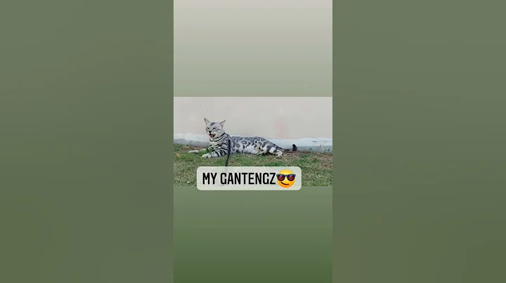 Video 11132141: silver bengal