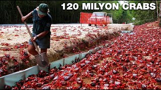 Bakit Kaya Taontaon Ay Nagmamartsa Ang 120 Milyong Alimango Patungo Sa Dalampasigan Ng Isla?