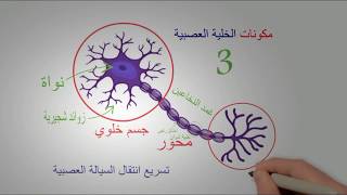 | الوحدة الخامسة | 2# - دور البروتينات في الاتصال العصبي - (الخلية العصبية)