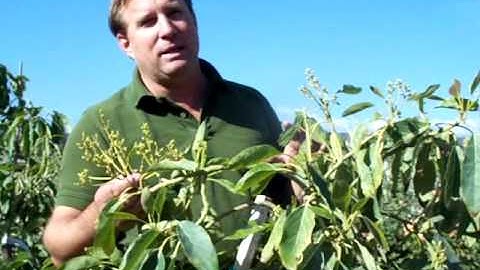 Avocado A and B Flowering Trees - The Key Is Pollination For Productin