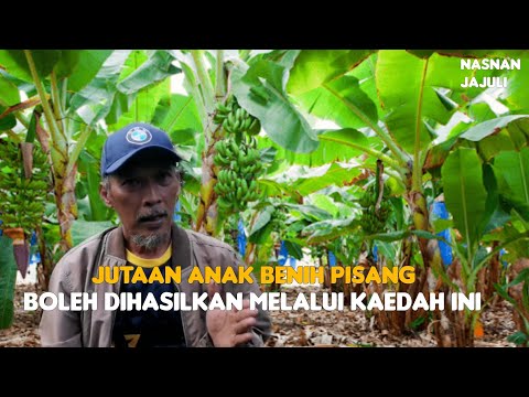 Video: Bolehkah Pokok Pisang Menanam Buah: Cara Mendapatkan Pokok Pisang Menghasilkan Buah