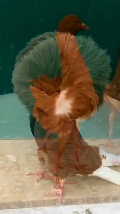 5 MERPATI TERCANTIK DI DUNIA 🕊️🔥#merpati #merpatitercantik #merpatitercantikdidunia #faktamerpat