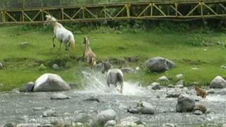 Los caballos de Escaba.avi