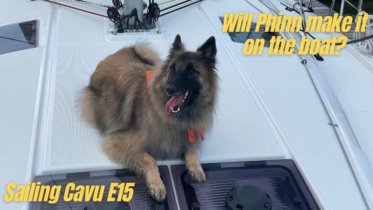 Phinn the Belgian Shepherd goes boating   4K