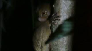 Tiny Western Tarsier spotted on a rainforest nightwalk