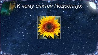 К чему снится Подсолнух (Сонник) К чему снится Подсолнух (Сонник)